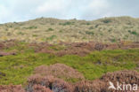 Black Crowberry (Empetrum nigrum)