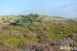 Black Crowberry (Empetrum nigrum)