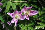 Bosanemoon (Anemone nemorosa)