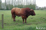 Burned Red Cow (Bos domesticus)