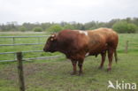 Burned Red Cow (Bos domesticus)