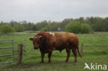 Burned Red Cow (Bos domesticus)