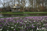 Krokus (Crocus spec.)