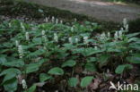 Dalkruid (Maianthemum bifolium)