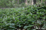 Dalkruid (Maianthemum bifolium)