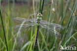 Blauwe glazenmaker (Aeshna cyanea)