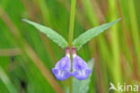 Blauw glidkruid (Scutellaria galericulata)