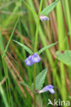 Blauw glidkruid (Scutellaria galericulata)