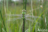 Blauwe glazenmaker (Aeshna cyanea)