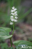 Dalkruid (Maianthemum bifolium)