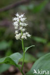 Dalkruid (Maianthemum bifolium)