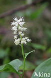 May Lily (Maianthemum bifolium)