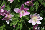 Bosanemoon (Anemone nemorosa)