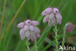 Cross-leaved Heather (Erica tetralix)