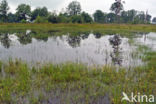 Empese en Tondense Heide