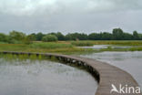 Pillwort (Pilularia globulifera)