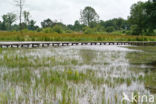 Pillwort (Pilularia globulifera)