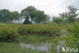 Gagel (Myrica gale)