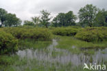 Gagel (Myrica gale)