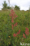 Geoorde zuring (Rumex thyrsiflorus)