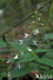 Groot heksenkruid (Circaea lutetiana)