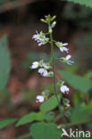 Groot heksenkruid (Circaea lutetiana)