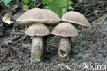 Leccinum duriusculum