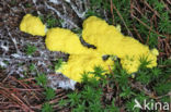 Scrambled egg slime (Fuligo septica)