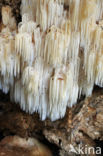 Kammetjesstekelzwam (Hericium coralloides)