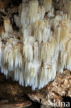 Kammetjesstekelzwam (Hericium coralloides)