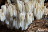 Kammetjesstekelzwam (Hericium coralloides)