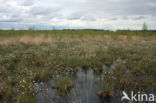 Eenarig wollegras (Eriophorum vaginatum)