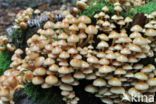 Gewone zwavelkop (Hypholoma fasciculare var. fascicularis)