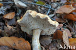 Wood Hedgehog (Hydnum repandum)