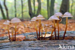 clustered bonnet (Mycena inclinata)