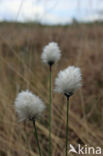 Eenarig wollegras (Eriophorum vaginatum)