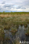 Eenarig wollegras (Eriophorum vaginatum)