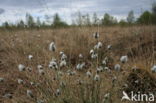 Eenarig wollegras (Eriophorum vaginatum)