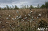 Eenarig wollegras (Eriophorum vaginatum)