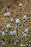 Eenarig wollegras (Eriophorum vaginatum)