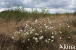 Eenarig wollegras (Eriophorum vaginatum)