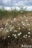 Eenarig wollegras (Eriophorum vaginatum)