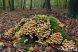 Gewone zwavelkop (Hypholoma fasciculare var. fascicularis)