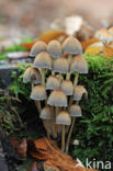 Glistening inky cap (Coprinellus truncorum)