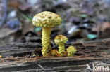 Goudgele bundelzwam (Pholiota flammans)