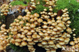 Sulphur Tuft (Hypholoma fasciculare var. fascicularis)