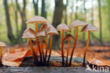 clustered bonnet (Mycena inclinata)