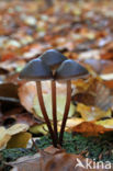 Fraaisteelmycena (Mycena inclinata)