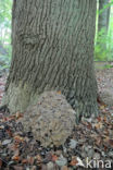 Hen of the woods (Grifola frondosa)