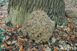 Hen of the woods (Grifola frondosa)